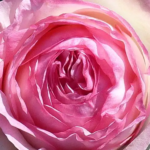 Trandafiri online - Roz - trandafiri târâtori și cățărători, Climber - trandafir cu parfum intens - Rosa Meiviolin - Jacques Mouchotte - A fost votat trandafirul favorit al lumii în 2006 de către Asociația Mondială a Trandafirilor.